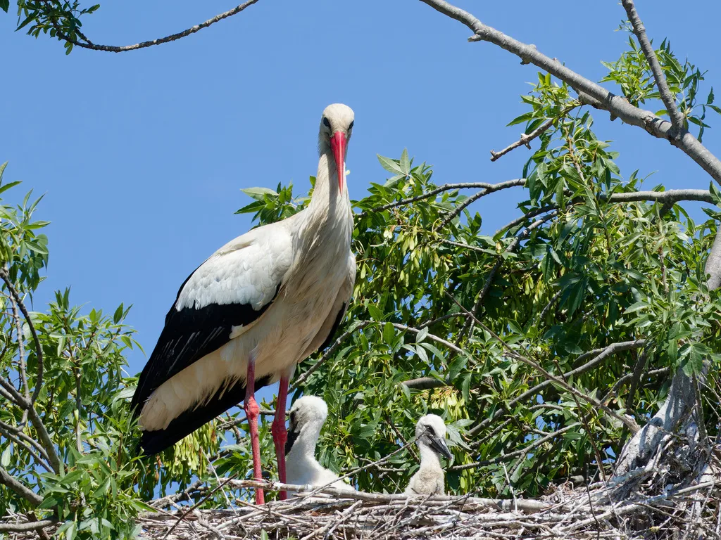 白鹳（Ciconia ciconia）