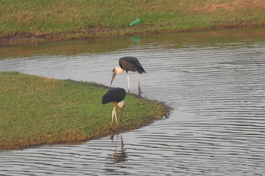白颈鹳(Ciconia episcopus)