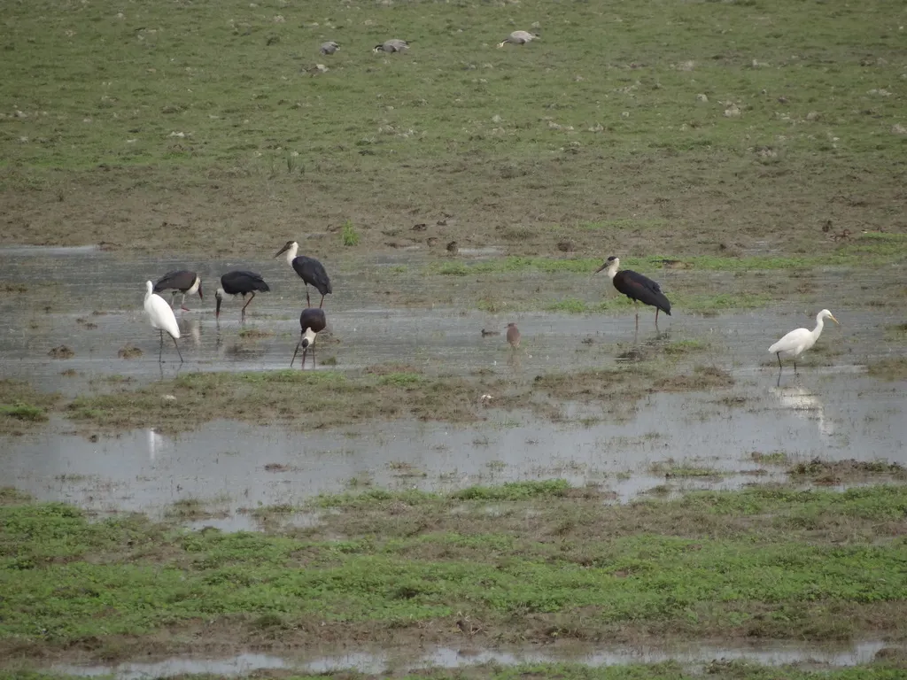 白颈鹳(Ciconia episcopus)
