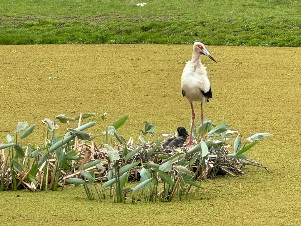 黑尾鹳(Ciconia maguari)