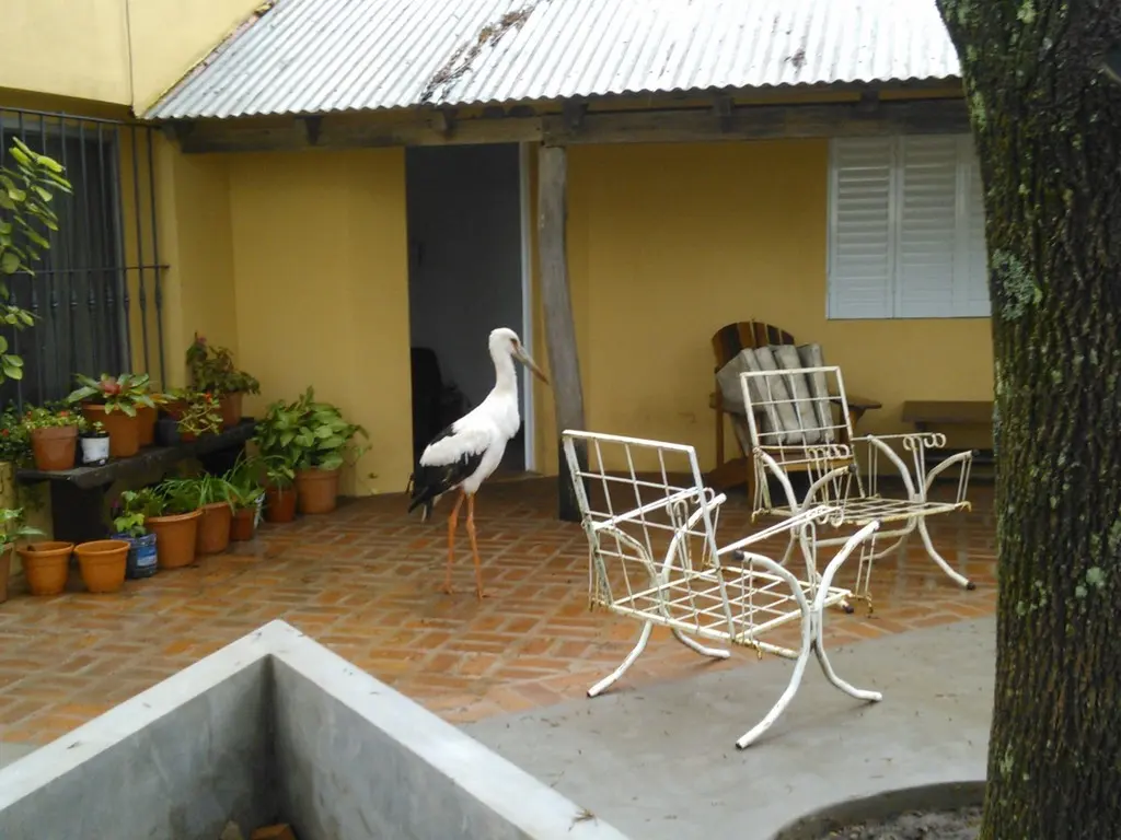 黑尾鹳(Ciconia maguari)