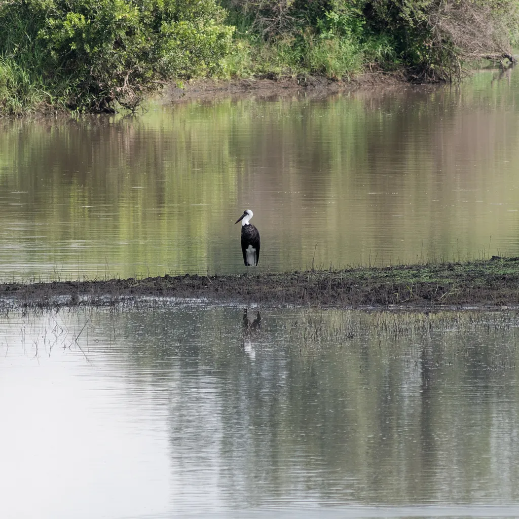非洲白颈鹳(Ciconia microscelis)