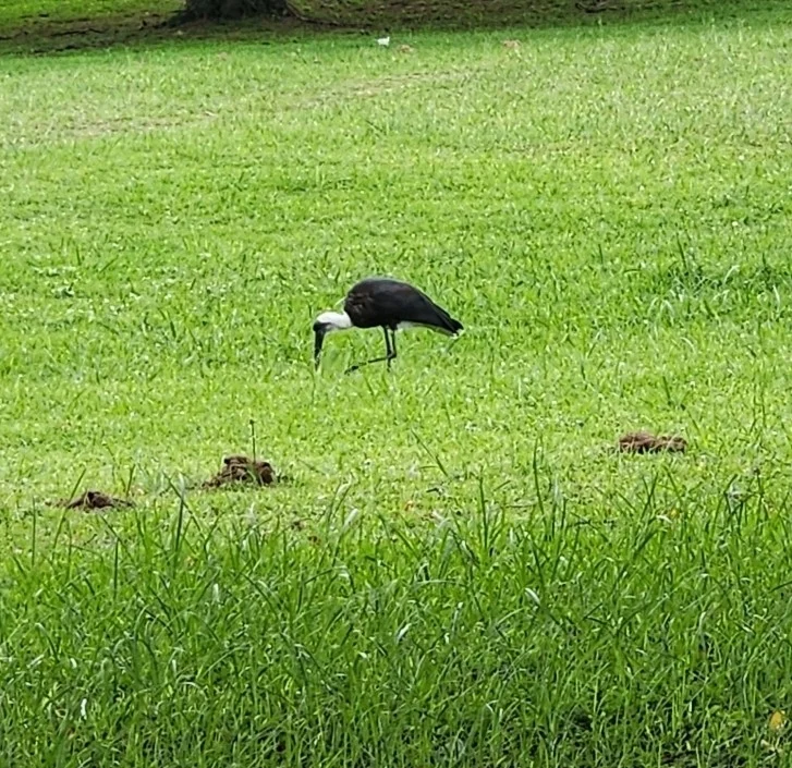 非洲白颈鹳(Ciconia microscelis)