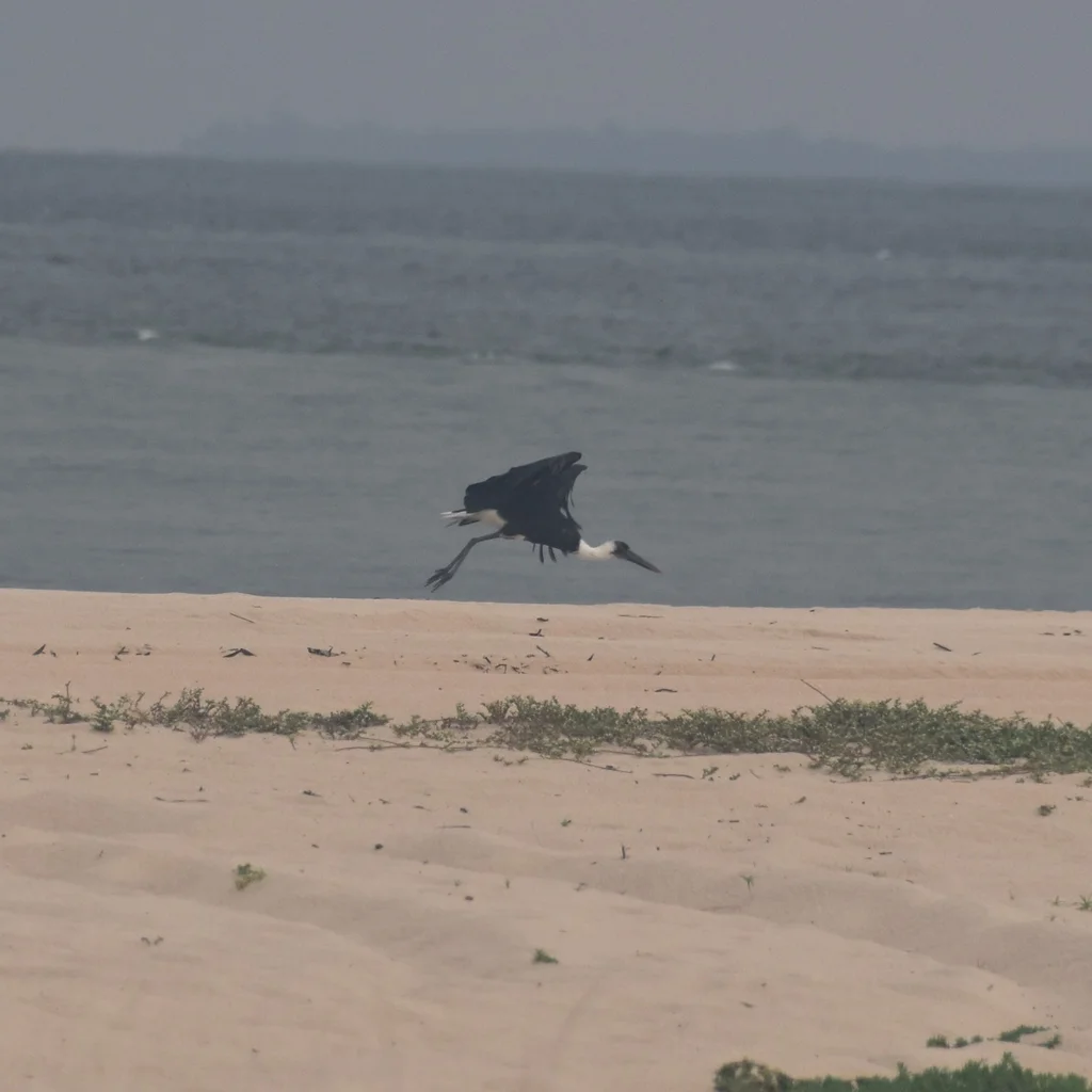 非洲白颈鹳(Ciconia microscelis)