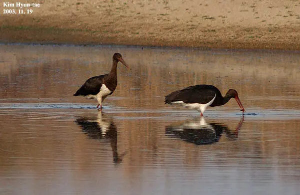 黑鹳(Ciconia nigra)