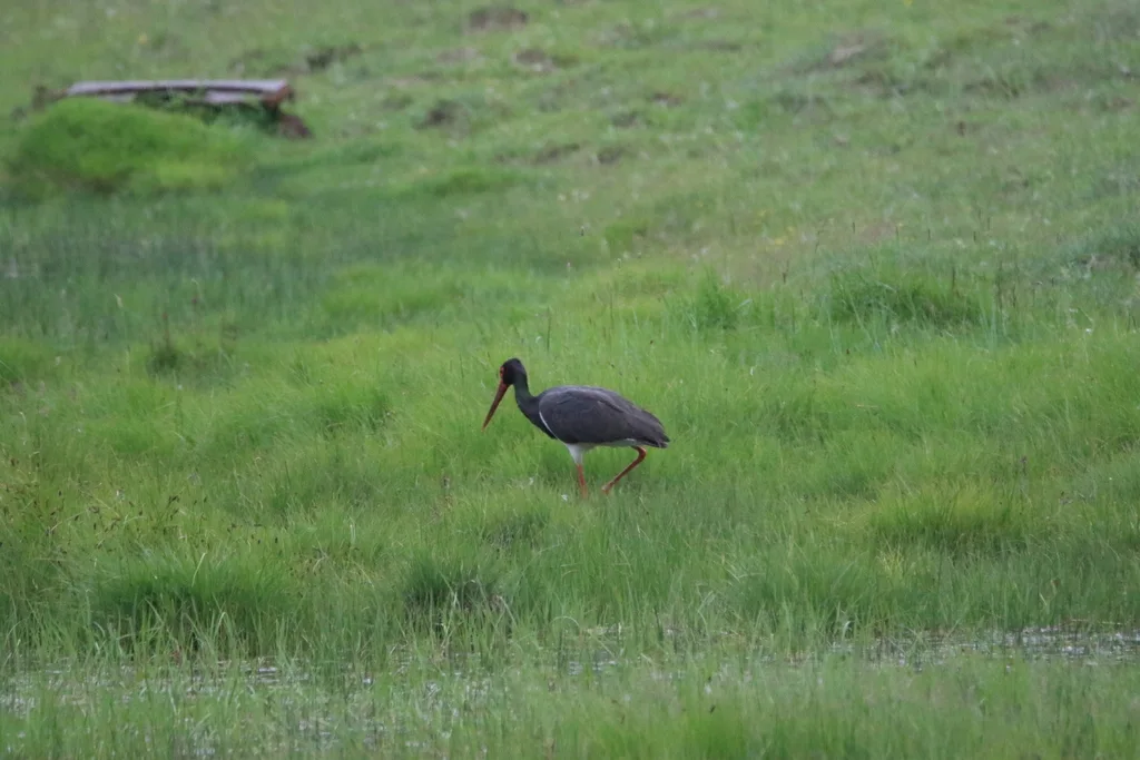 黑鹳(Ciconia nigra)