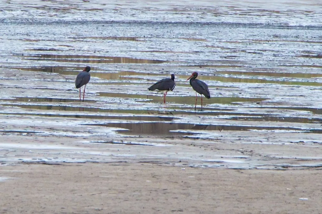 黑鹳(Ciconia nigra)
