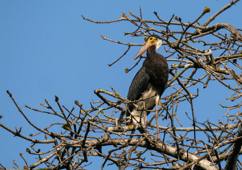 黄脸鹳(Ciconia stormi)
