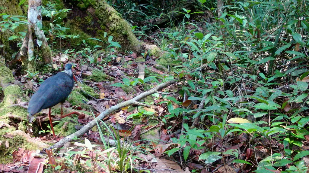 黄脸鹳(Ciconia stormi)