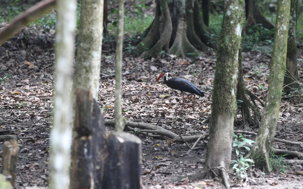 黄脸鹳(Ciconia stormi)