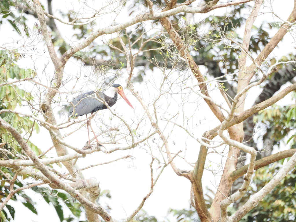 黄脸鹳(Ciconia stormi)