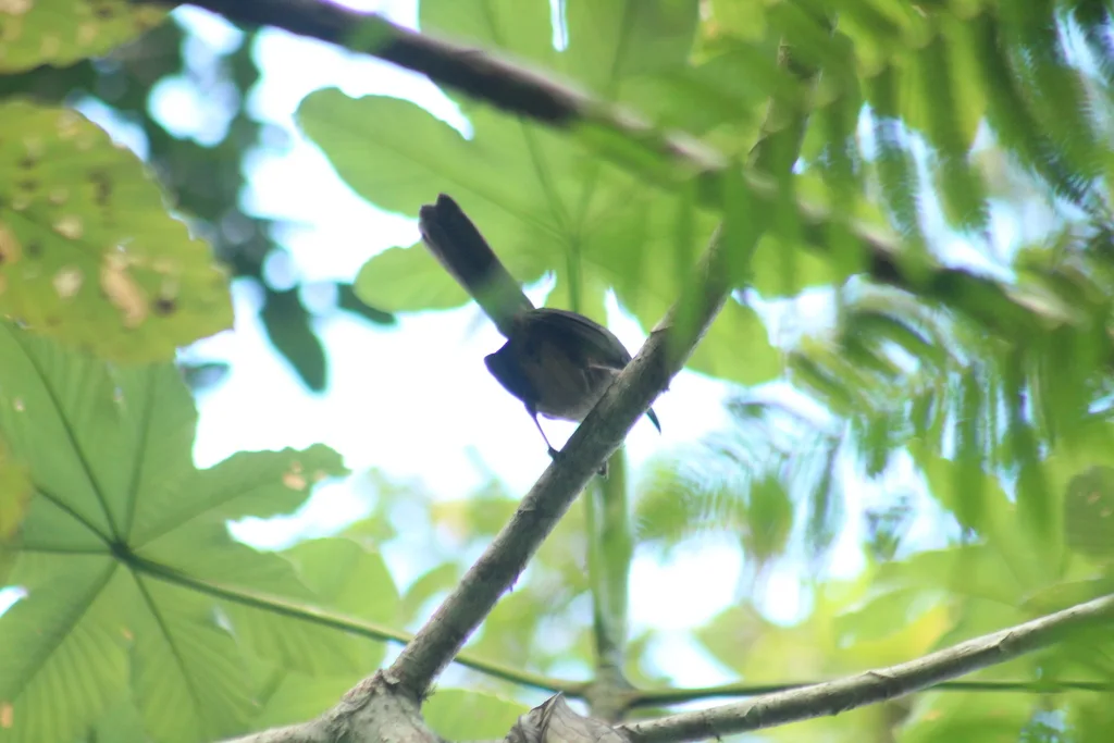 红尾旋木嘲鸫(Cinclocerthia ruficauda)