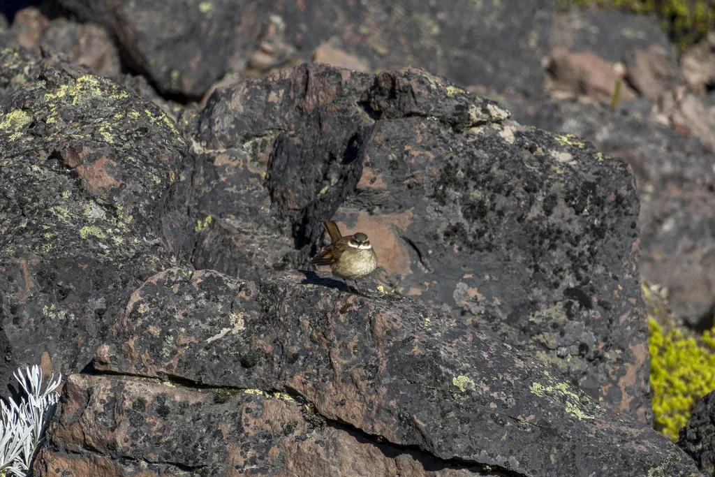 红翅抖尾地雀(Cinclodes albidiventris)
