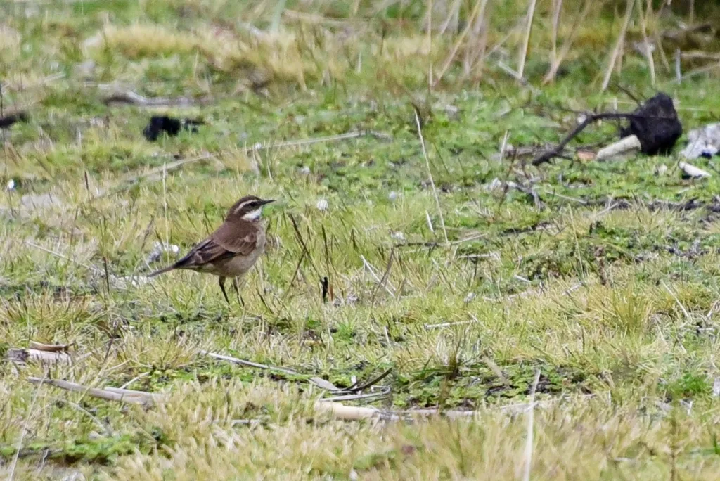 红翅抖尾地雀(Cinclodes albidiventris)