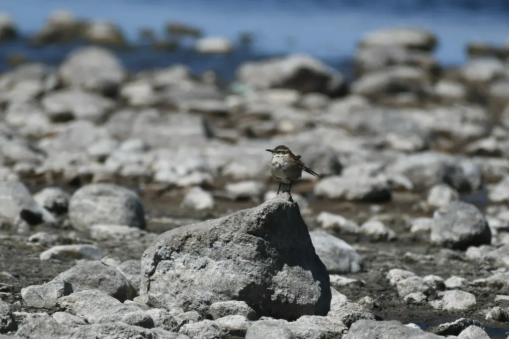 淡翅抖尾地雀(Cinclodes albiventris)