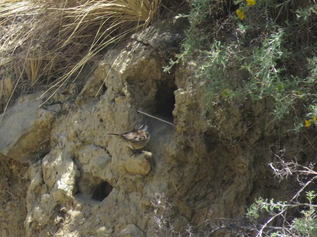 淡翅抖尾地雀(Cinclodes albiventris)