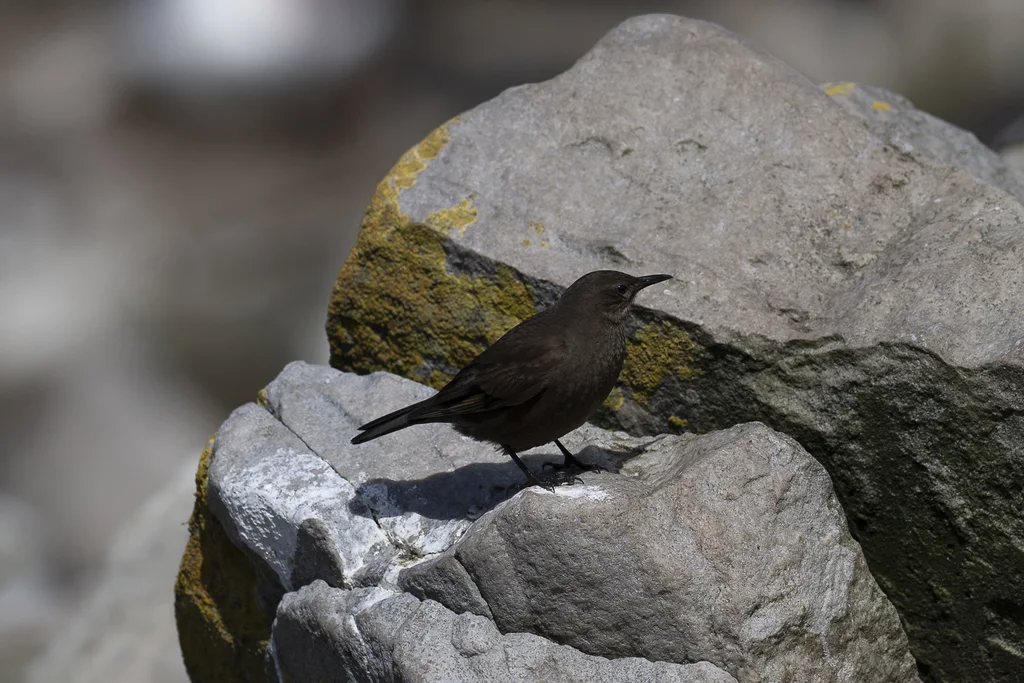 淡黑抖尾地雀(Cinclodes antarcticus)