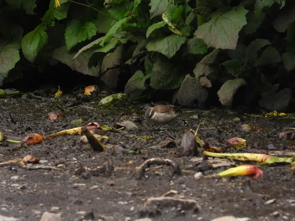 白翅抖尾地雀(Cinclodes atacamensis)