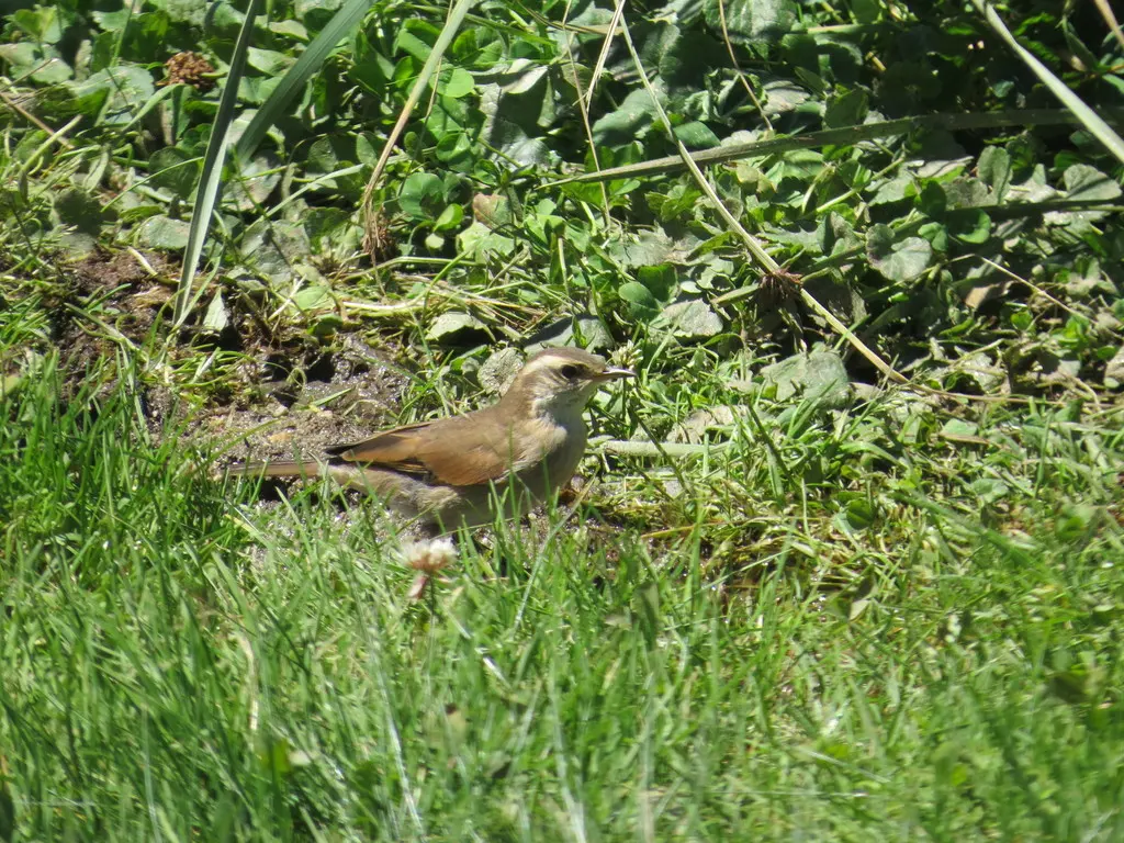 科尔抖尾地雀(Cinclodes comechingonus)