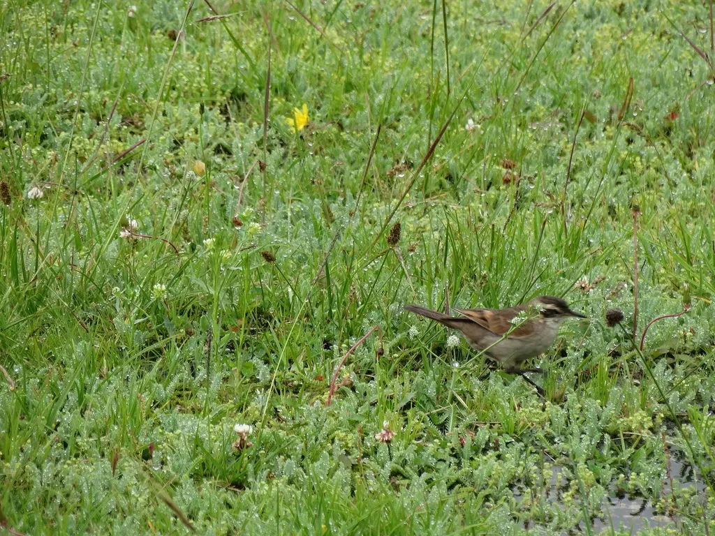 科尔抖尾地雀(Cinclodes comechingonus)