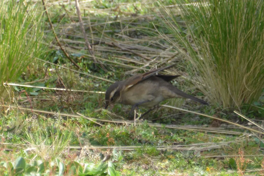 科尔抖尾地雀(Cinclodes comechingonus)