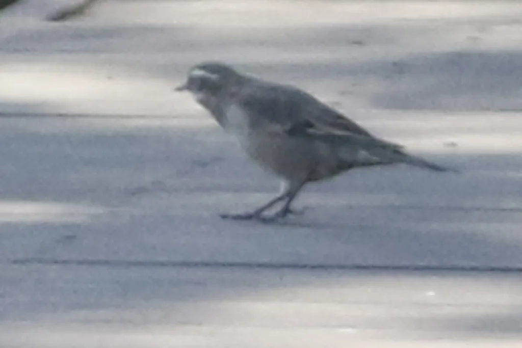 斑翅抖尾地雀(Cinclodes fuscus)