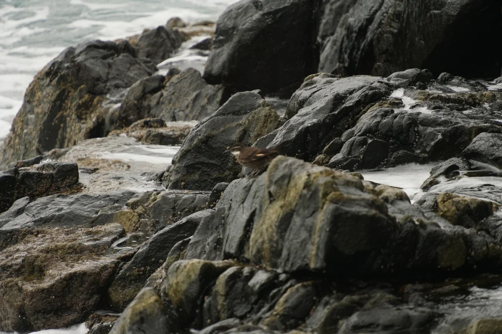 海滨抖尾地雀(Cinclodes nigrofumosus)
