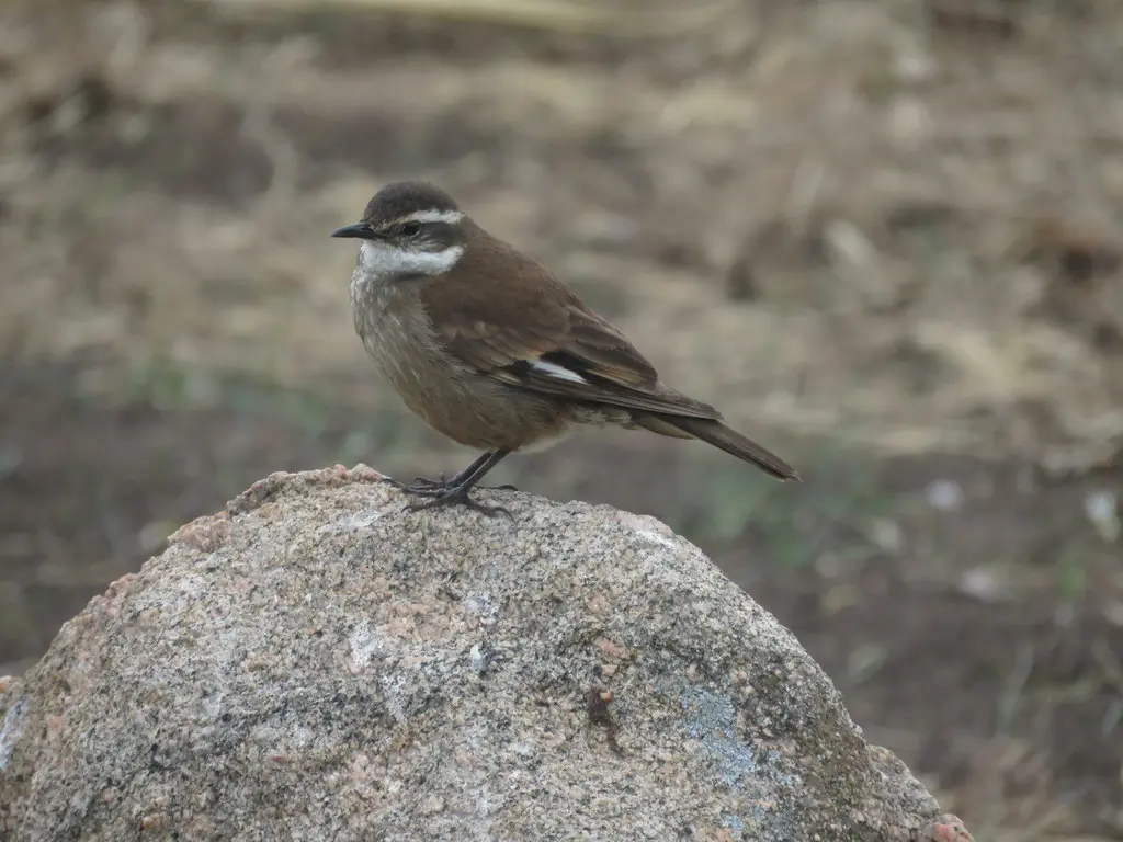 奥氏抖尾地雀(Cinclodes olrogi)