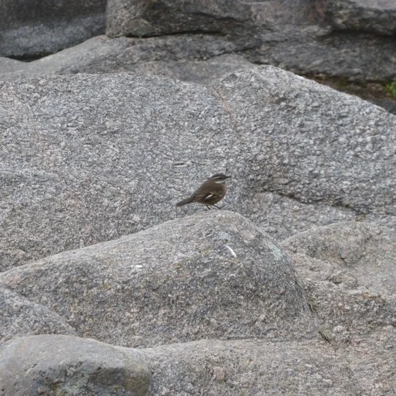 奥氏抖尾地雀(Cinclodes olrogi)