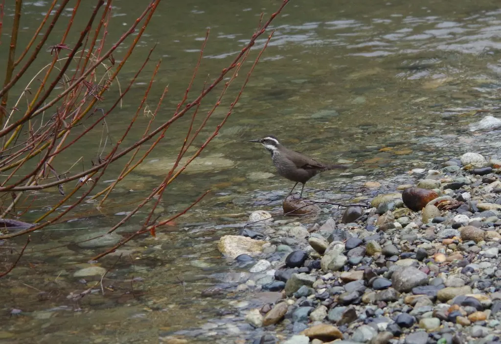 暗腹抖尾地雀(Cinclodes patagonicus)