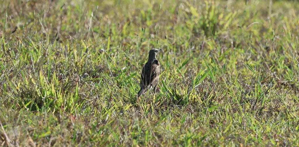 褐鹨莺(Cincloramphus cruralis)