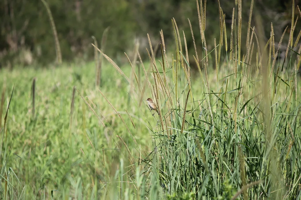 棕顶大尾莺（Cincloramphus timoriensis）