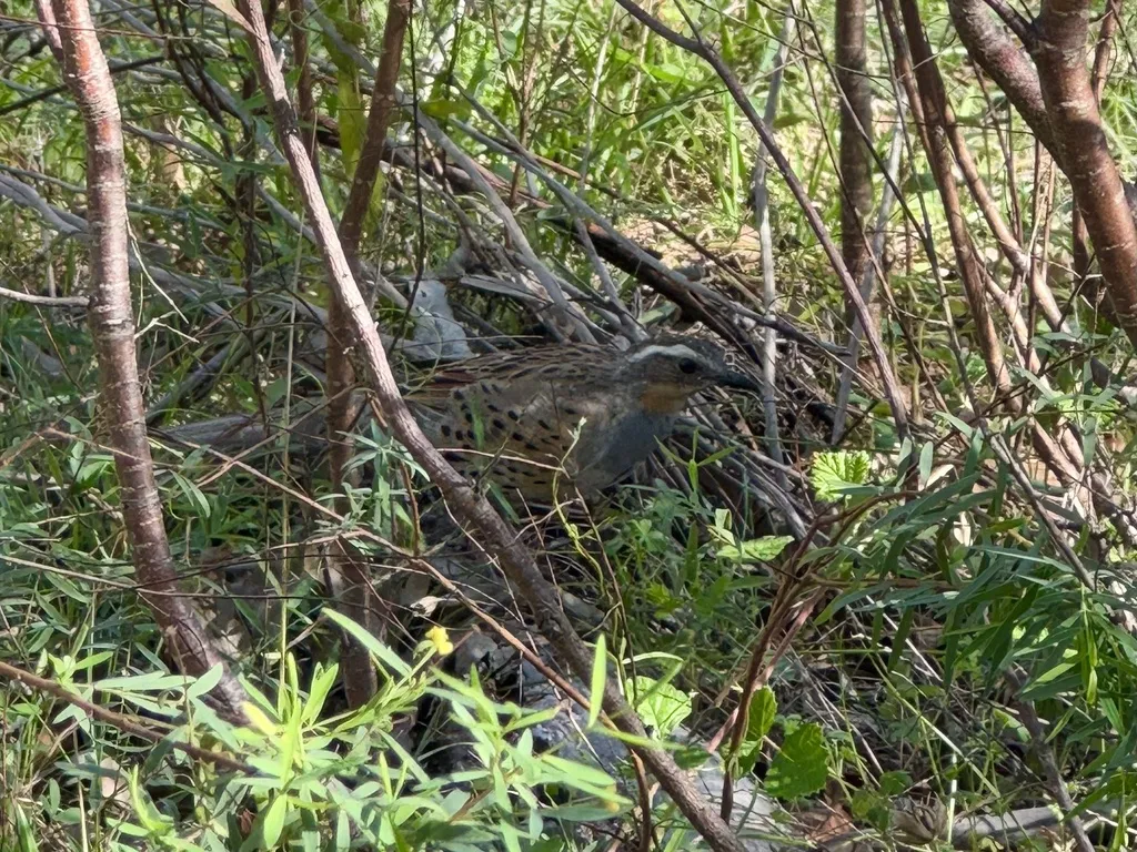 斑鹑鸫(Cinclosoma punctatum)