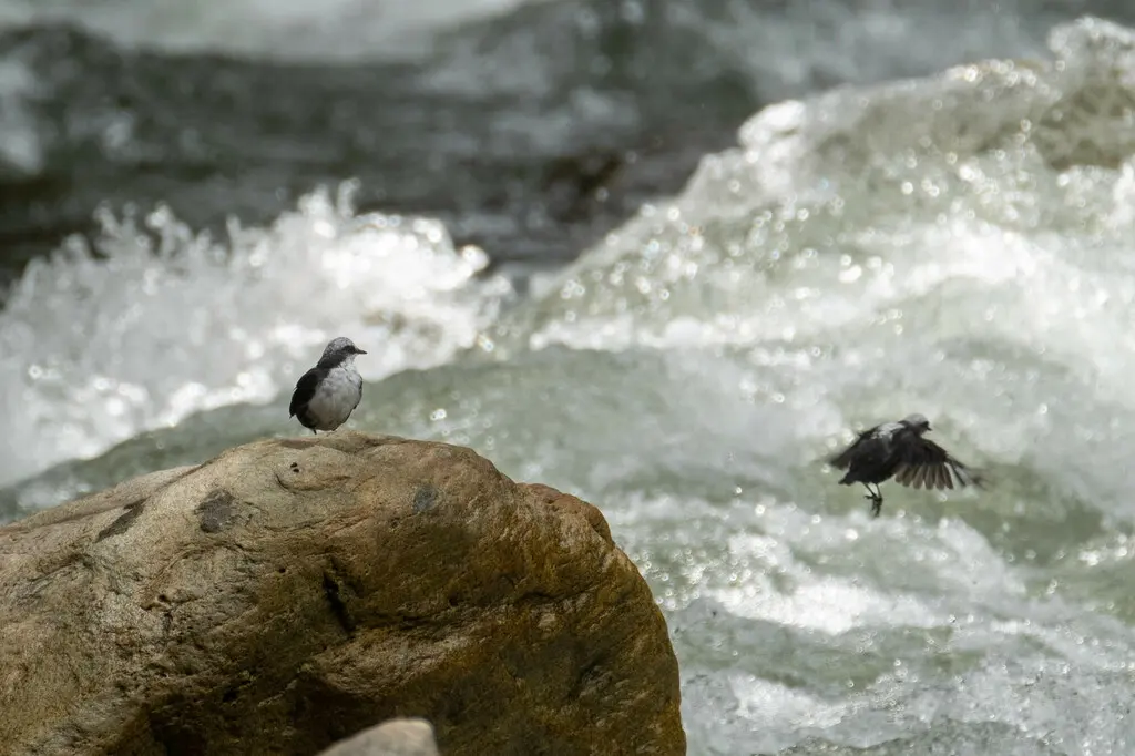 白顶河乌(Cinclus leucocephalus)