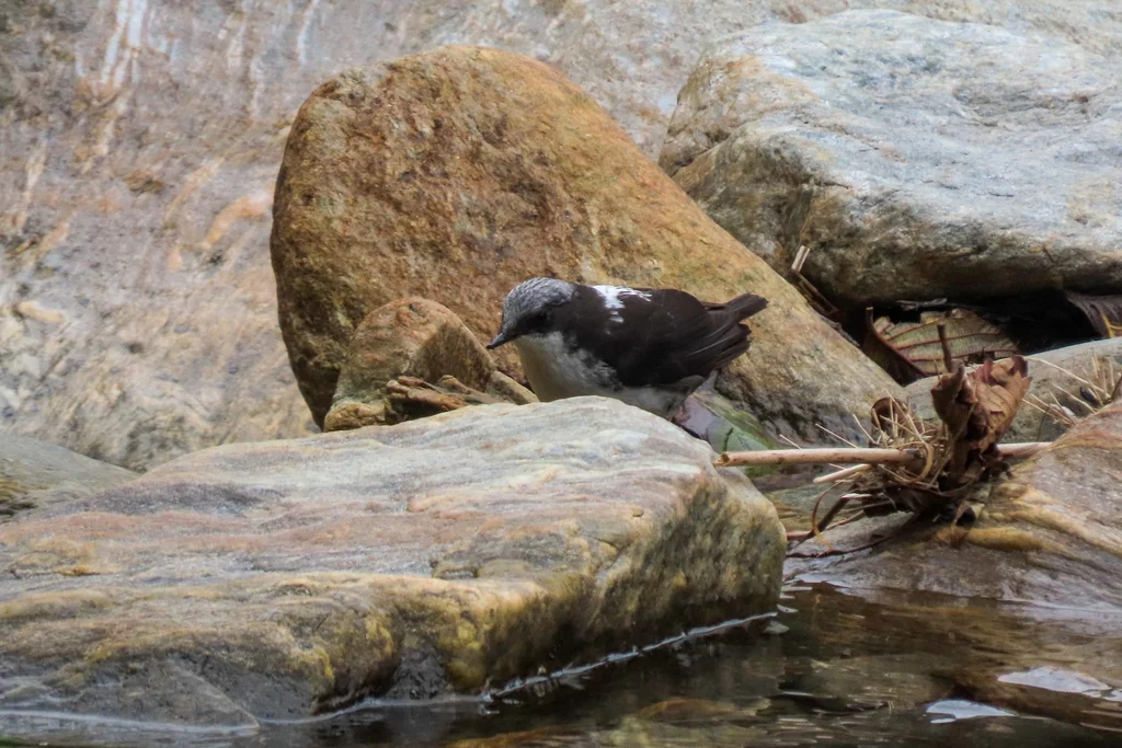 白顶河乌(Cinclus leucocephalus)