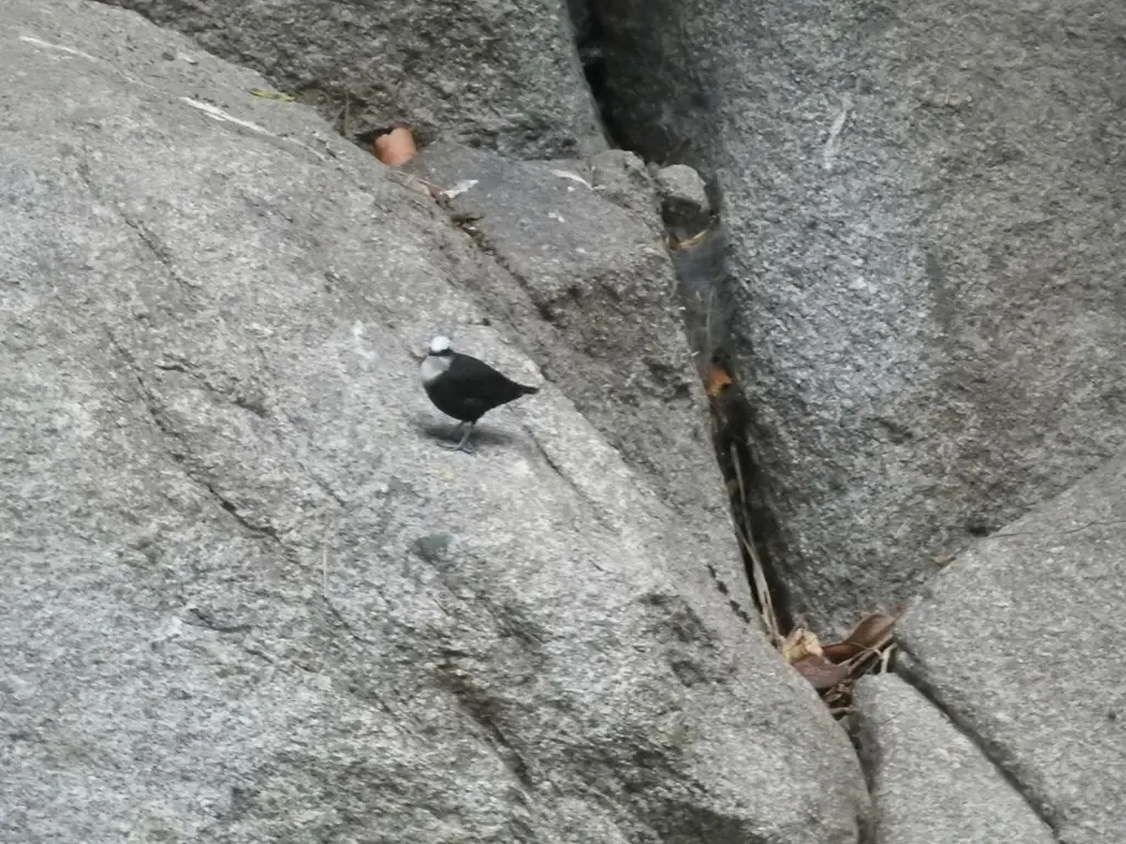 白顶河乌(Cinclus leucocephalus)