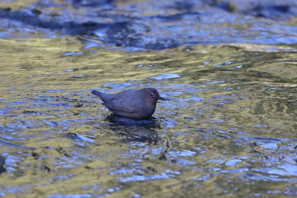 美洲河乌(Cinclus mexicanus)