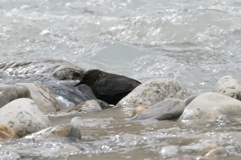 褐河乌(Cinclus pallasii)