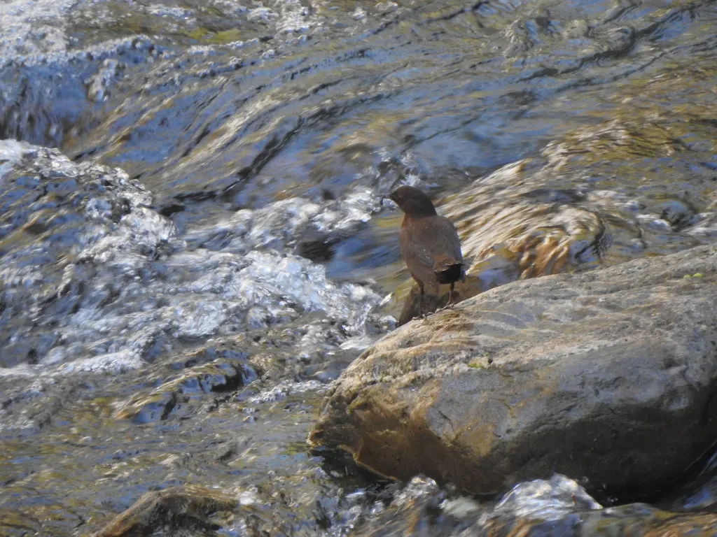 褐河乌(Cinclus pallasii)