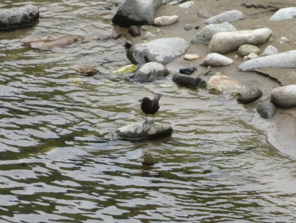 褐河乌(Cinclus pallasii)