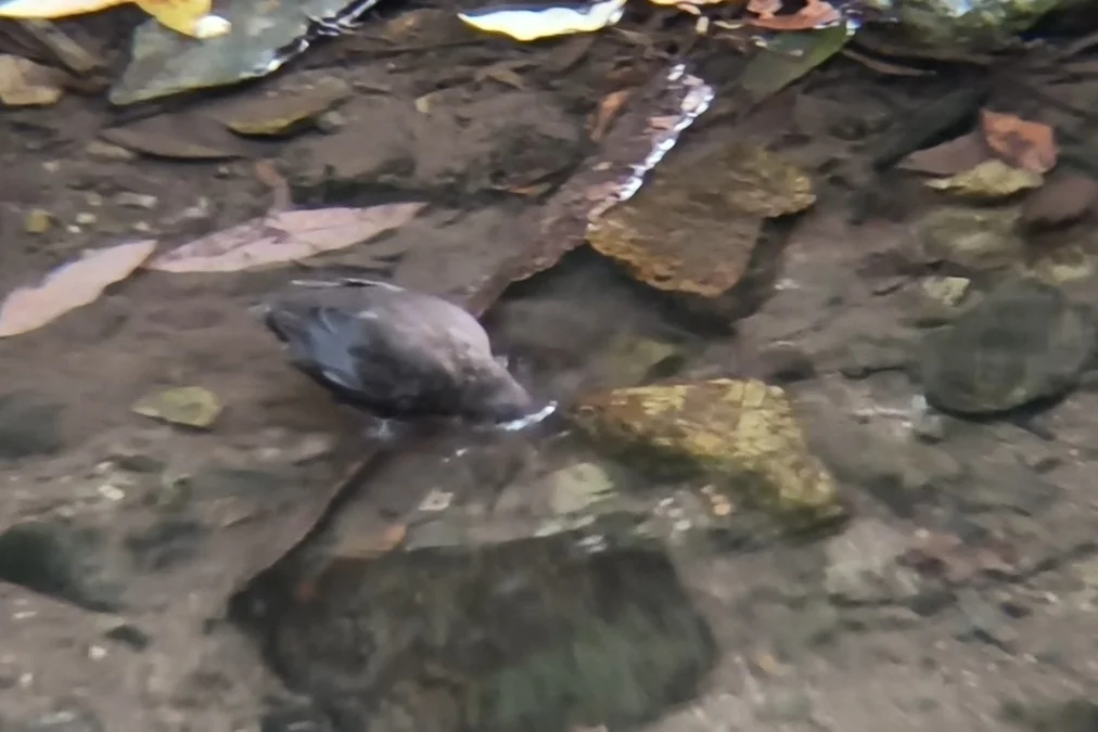 褐河乌(Cinclus pallasii)
