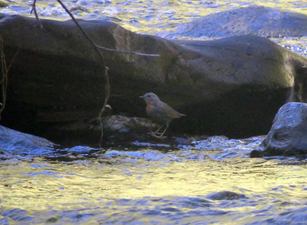 棕喉河乌(Cinclus schulzii)