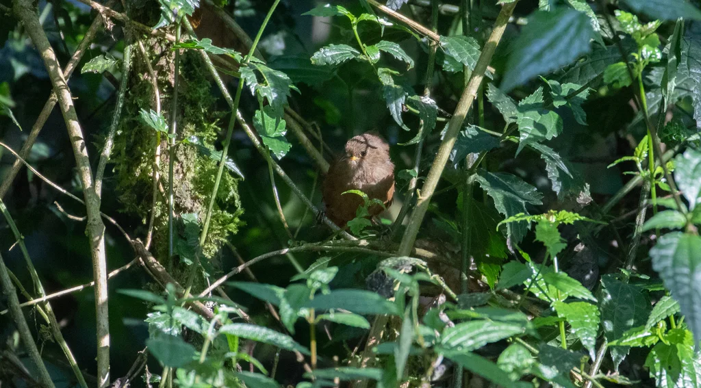 夏氏鹪鹩(Cinnycerthia olivascens)