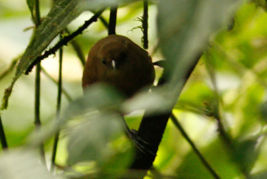 夏氏鹪鹩(Cinnycerthia olivascens)