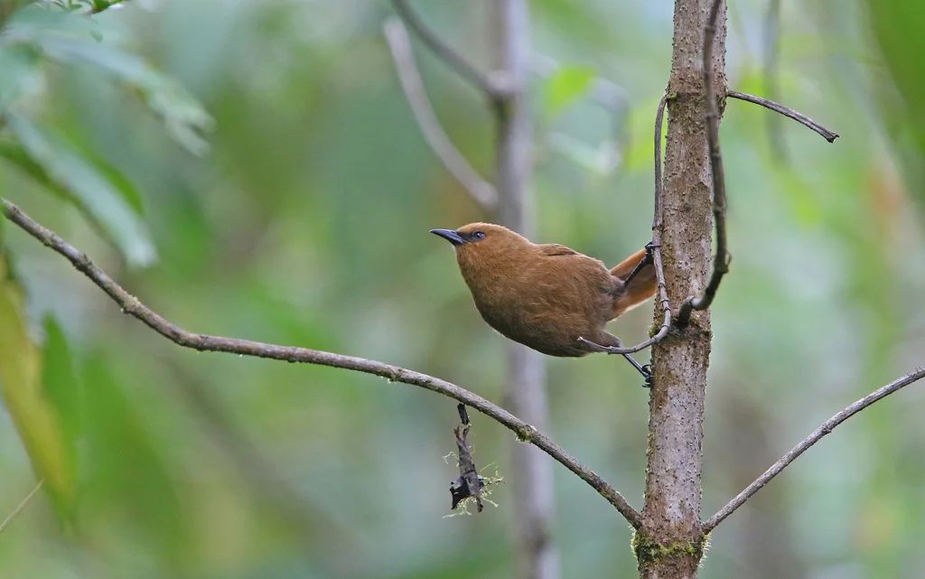 棕鹪鹩(Cinnycerthia unirufa)
