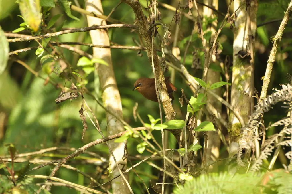 棕鹪鹩(Cinnycerthia unirufa)