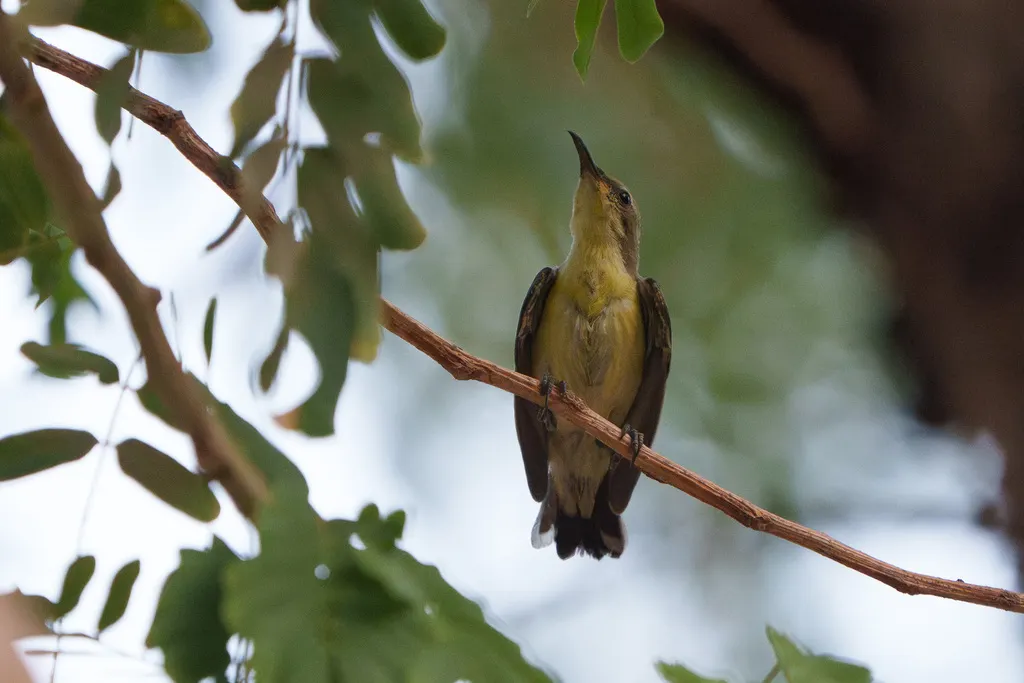 紫色花蜜鸟（Cinnyris asiaticus）