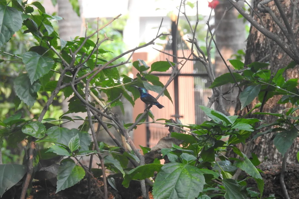紫色花蜜鸟（Cinnyris asiaticus）