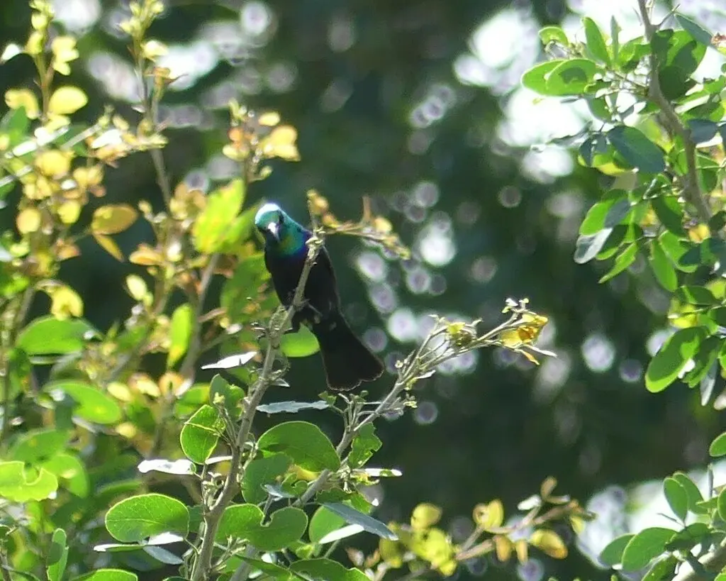 紫斑花蜜鸟(Cinnyris bifasciatus)