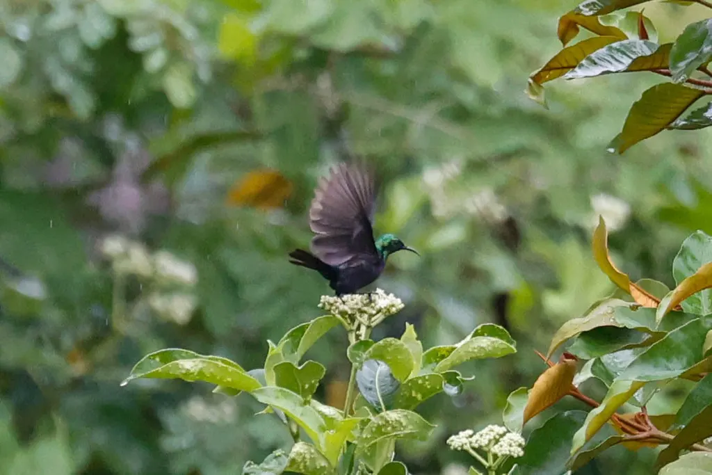 紫斑花蜜鸟(Cinnyris bifasciatus)